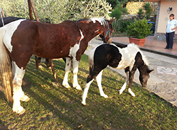 agriturismo massa lubrense